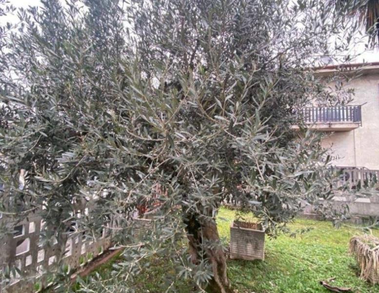 immagine annuncio 9 di 14